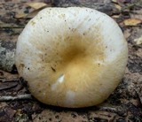Russula crustosa image