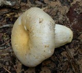 Russula crustosa image