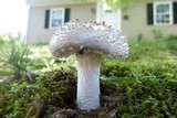 Amanita onusta image