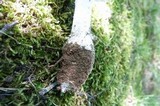Amanita onusta image