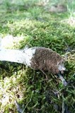 Amanita onusta image