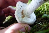 Amanita onusta image