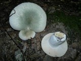Russula virescens image