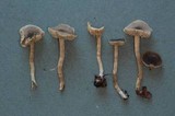 Dermoloma pseudocuneifolium image