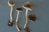 Dermoloma pseudocuneifolium image