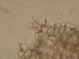 Dermoloma pseudocuneifolium image