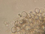Dermoloma pseudocuneifolium image