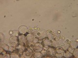 Dermoloma pseudocuneifolium image