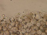 Dermoloma pseudocuneifolium image