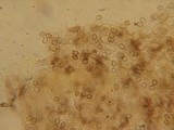 Dermoloma pseudocuneifolium image