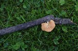 Polyporus alveolaris image