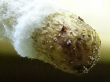 Coprinopsis picacea image