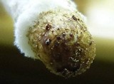 Coprinopsis picacea image