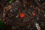 Sarcoscypha occidentalis image