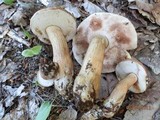 Tylopilus felleus image