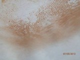 Tylopilus felleus image