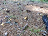 Cantharellus enelensis image