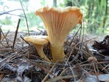 Cantharellus enelensis image
