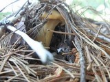 Cantharellus enelensis image