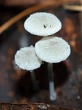 Tetrapyrgos nigripes image