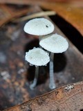 Tetrapyrgos nigripes image