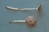 Leptonia exalbida image