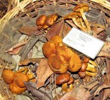 Gymnopilus flavidellus image