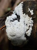 Ceratiomyxa fruticulosa var. fruticulosa image