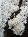 Ceratiomyxa fruticulosa var. fruticulosa image
