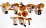 Gymnopilus lepidotus image