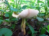 Amanita flavorubescens image