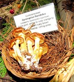Gymnopilus flavidellus image