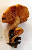 Gymnopilus lepidotus image