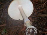 Amanita roseitincta image