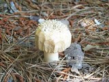 Amanita roseitincta image