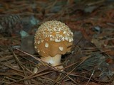 Amanita roseitincta image