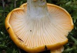 Cantharellus phasmatis image