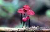 Marasmius pulcherripes image