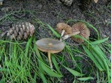 Entoloma holoconiotum image
