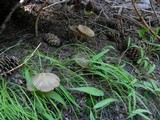 Entoloma holoconiotum image
