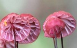 Marasmius pulcherripes image