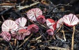 Marasmius pulcherripes image