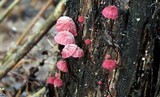 Marasmius pulcherripes image
