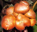 Gymnopilus flavidellus image