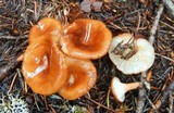 Clitocybe squamulosa var. montana image