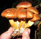 Gymnopilus flavidellus image