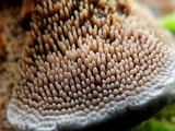 Hydnellum caeruleum image