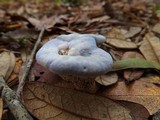 Hydnellum caeruleum image