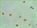 Gymnopilus lepidotus image