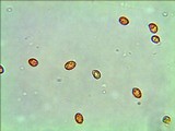 Gymnopilus lepidotus image